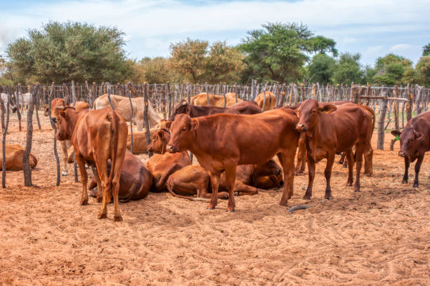 Agriculture