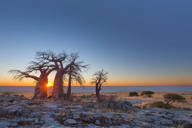 Botswana Landscape