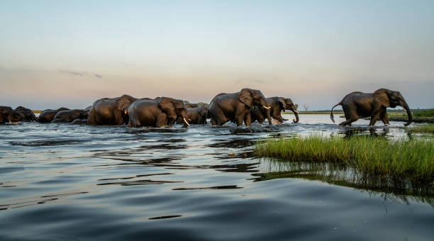 Chobe Elephants