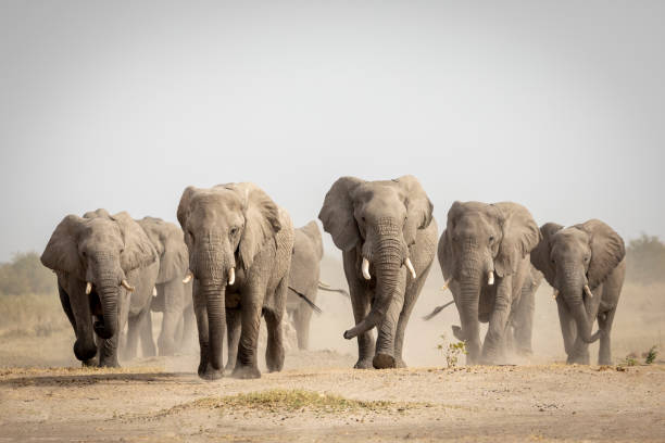 Elephant Protection
