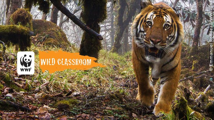 International Conservation Partnership