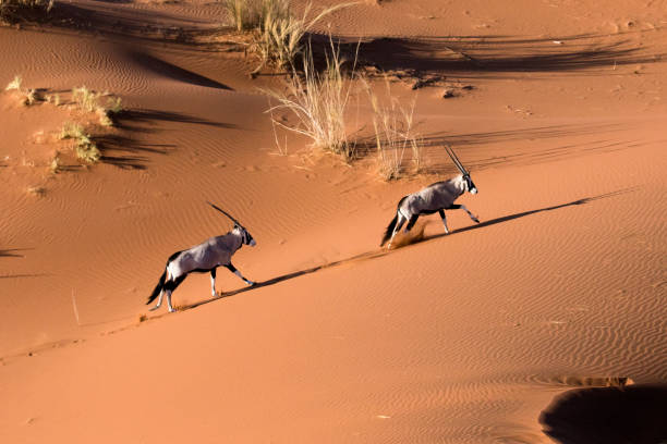 Kalahari Desert