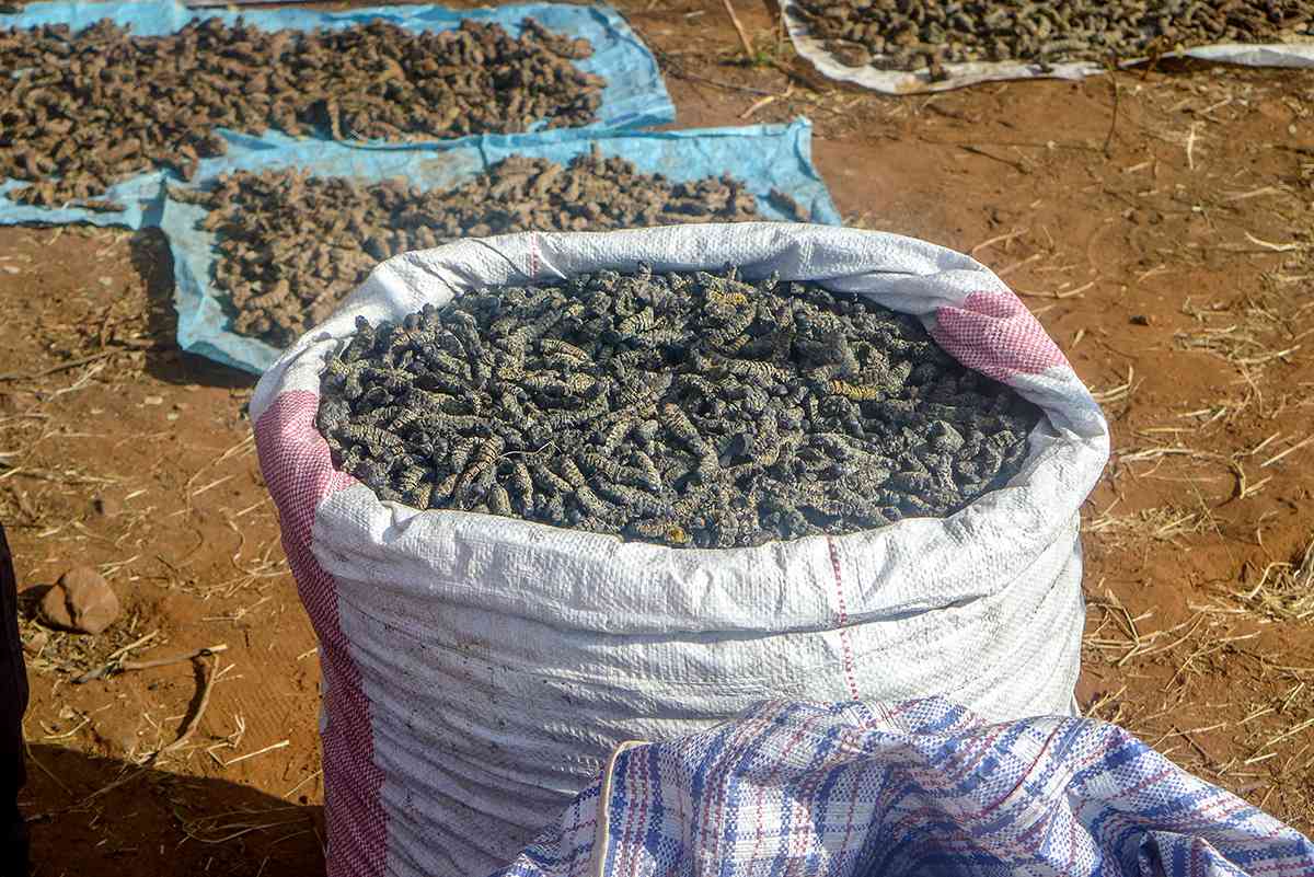 Mopane Worms