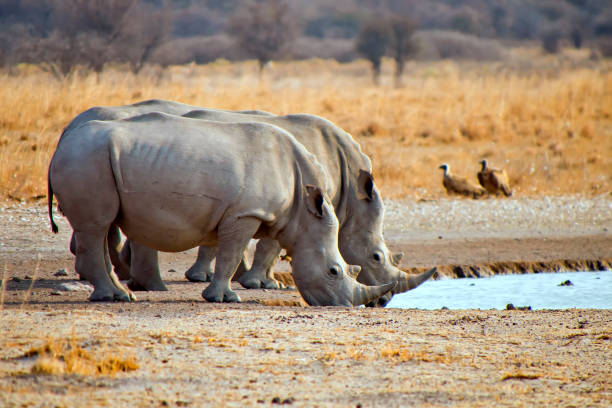 Rhino Protection