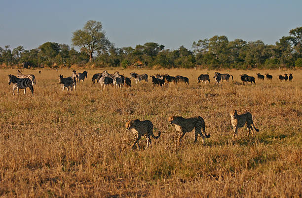 Savanna Ecosystems