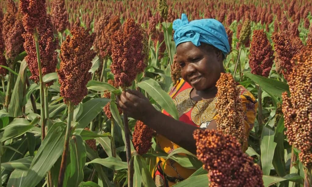 Sorghum Grain