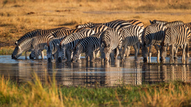 Botswana Wildlife